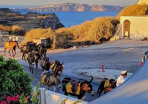 The donkeys of Santorini